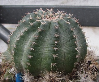 エキノケレウス・青花蝦交配種 | ☆ガマンマの ニク・サボ栽培