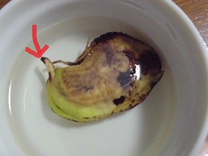太陽のタマゴ 栽培 種 8