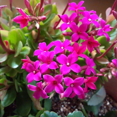 カランコエ 花