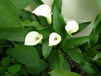 ５月２３日の誕生花 カラー 白 の花言葉 乙女の清らかさ すっきりして白く美しい花の 愛情 弥生おばさんのガーデニングノート 花と緑の365日 楽天ブログ