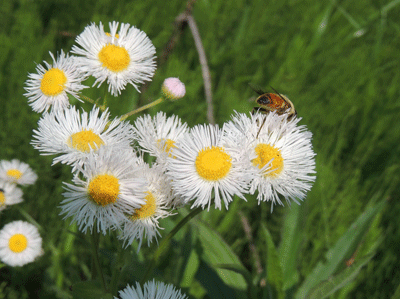 初夏の陽気になった ハルシオンの花で虫たちが腹ごしらえ 尾上 茂 の日記 おのログ 楽天ブログ