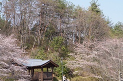 けいはんな公園.jpg