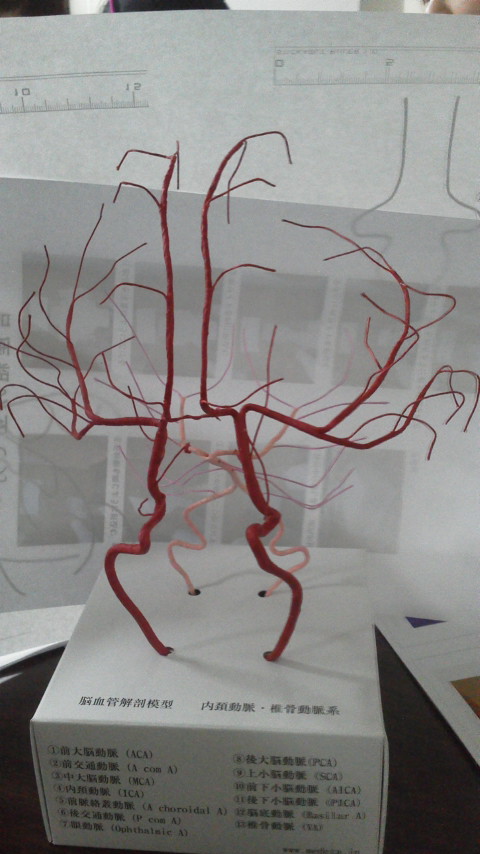 脳血管模型 教育説明用（脳血管模型が必要な人のために）