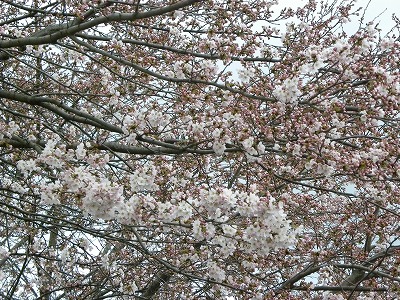 DSCN8103.jpg