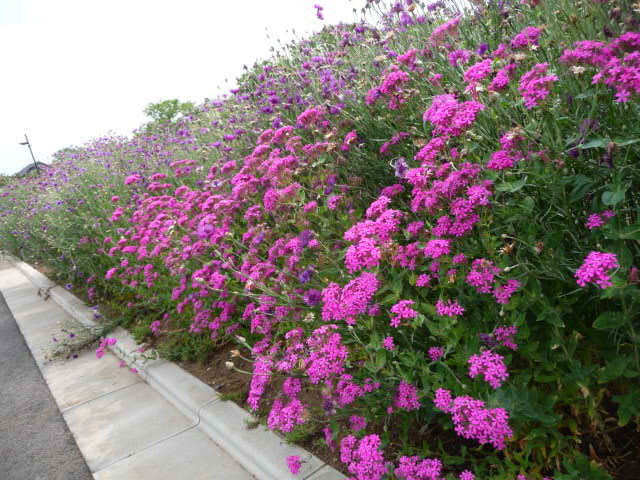 虫取なでしこ ピンクと白 石竹 ３種類 クレマチス２種類 写真あり 私の好きな花 楽天ブログ