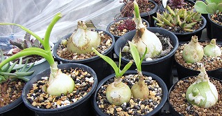 オーニソガラムは鉢花or多肉 ガマンマの ニク サボ栽培 楽天ブログ
