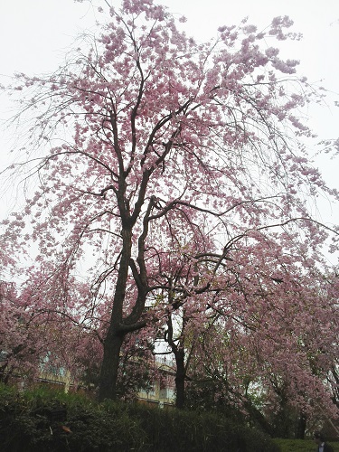 senzokuike6