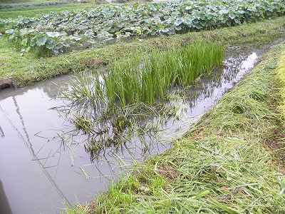 DSCN9198.jpg
