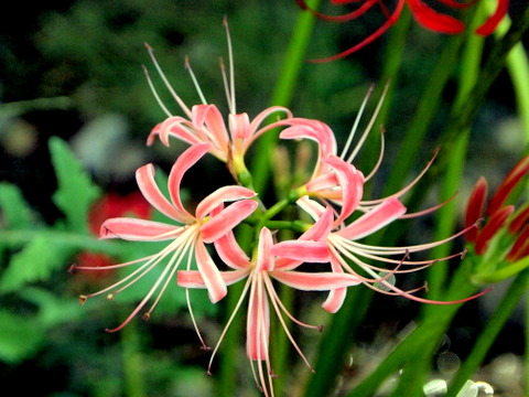 ピンクの彼岸花も珍しいのに斑入りの花が咲き始めた。 | 三田のいのしし 見て歩き日記 - 楽天ブログ