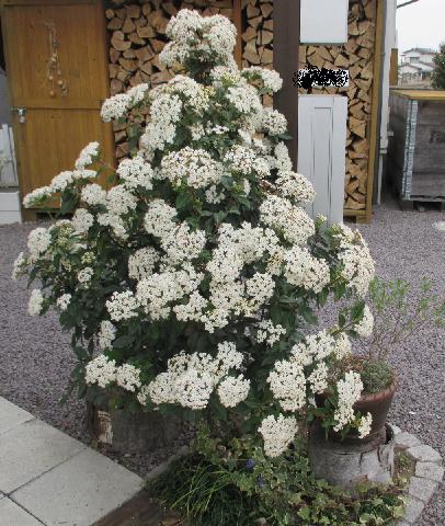 ミモザの剪定と庭の植物 | 煙突のある小さな平屋暮らし - 楽天ブログ