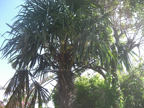 ヤシ科のシュロ フェニックス ビロウ樹 わたしのブログ By かもめ2602 楽天ブログ