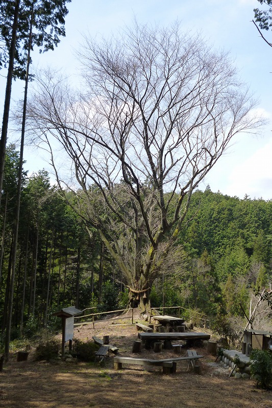 蘇水園の春」と「房姫桜」 | やおツーリスト - 楽天ブログ