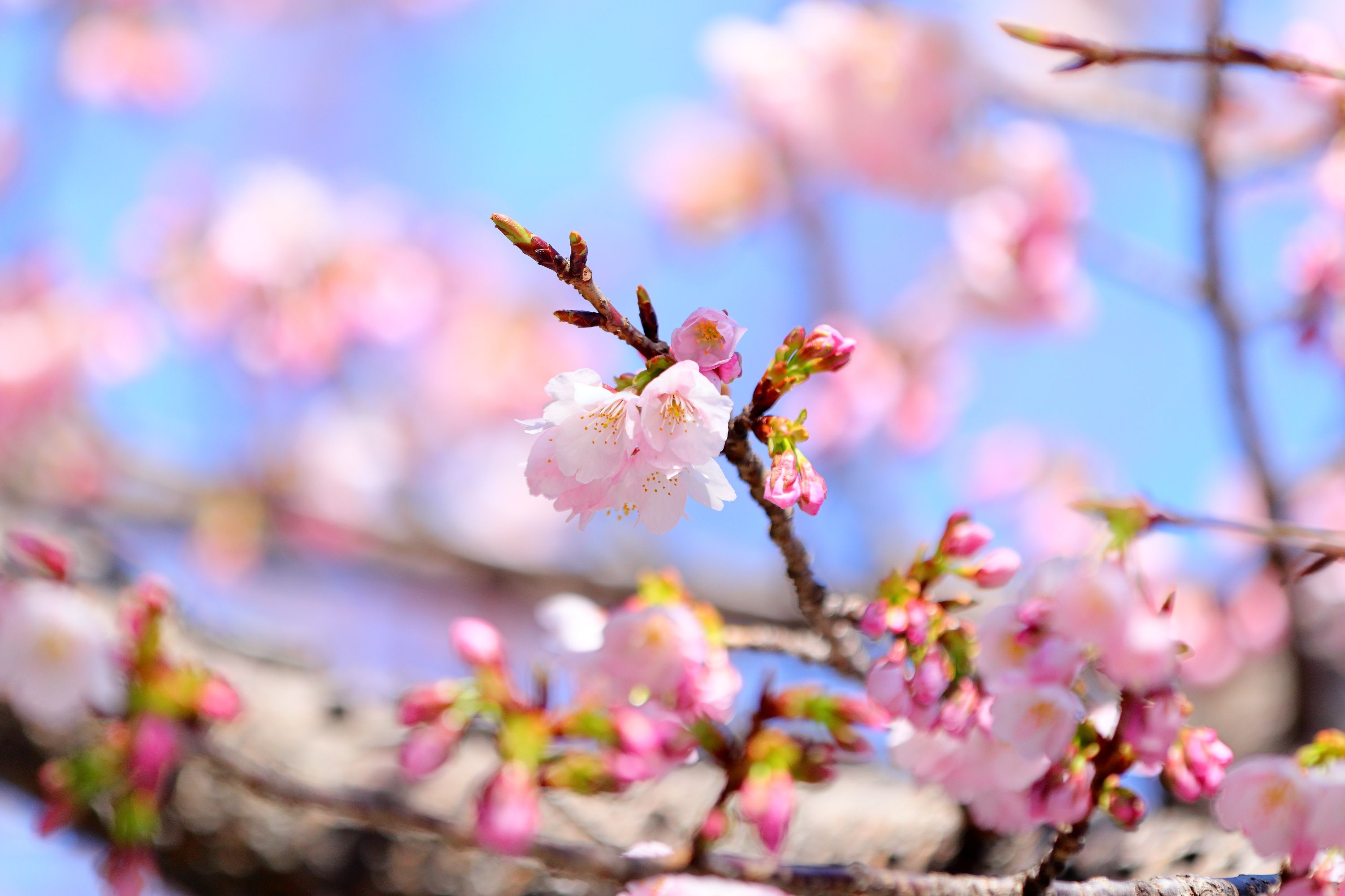 岐阜の写真屋、江崎のブログ