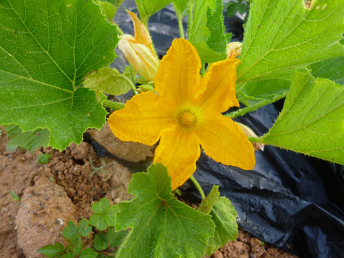 ズッキーニの雄花と雌花を確認です 幸せの積み木 楽天ブログ