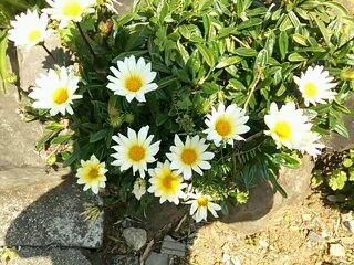 ラザニアの花が満開 O オセロ マロ のん のブログ 楽天ブログ