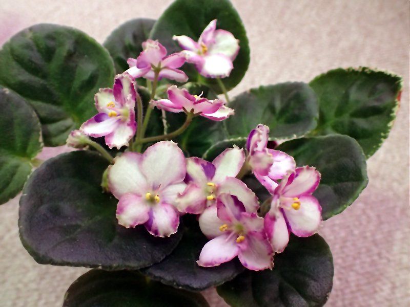 セントポーリア　Zaca's ette 初開花株 縞花 セントポーリア Zaca's ette 初開花株 縞花 Sketch Artist