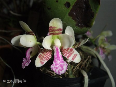ナゴラン天然縞斑入り特大花芽付き - メルカリ
