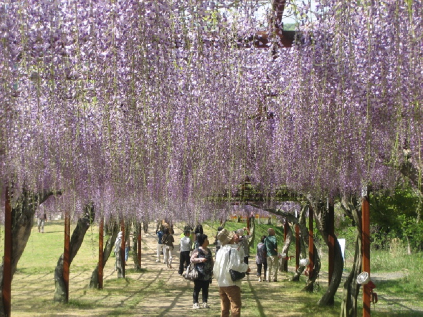 岡山県和気町 藤公園 日帰りバスツアー リュウちゃんの懐メロ人生 楽天ブログ