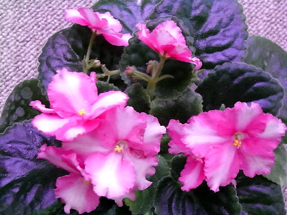 セントポーリア Zaca's ette 初開花株 縞花 pocoloco_selene