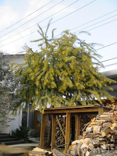 ミモザアカシア 煙突のある小さな平屋暮らし 楽天ブログ