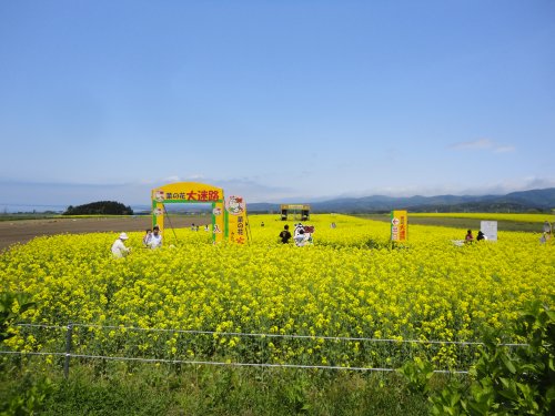 横浜町の菜の花迷路20120602