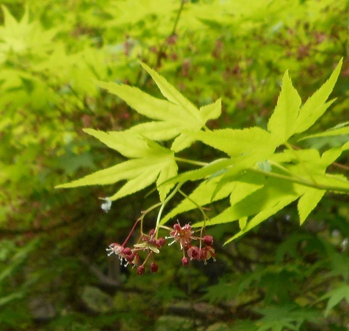 楓の花 写真俳句 Ryo 楽天ブログ