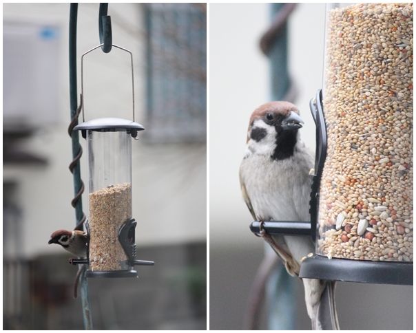 お庭は鳥のレストラン Zakkaな毎日 楽天ブログ