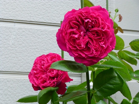 P1000011.JPG