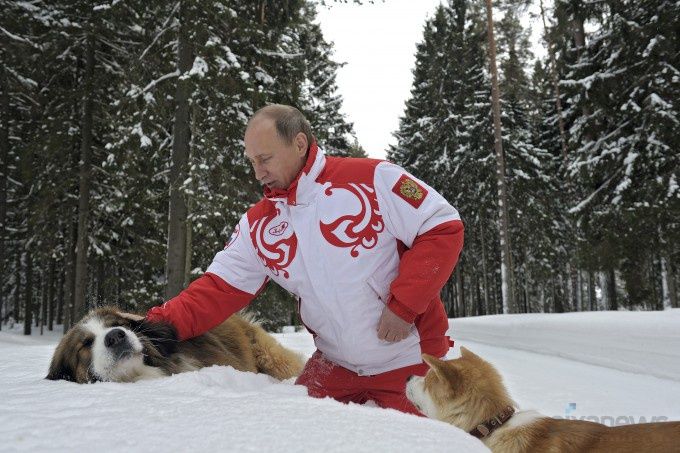 ロシアのrt ロシア側が秋田犬贈呈にお断り と報道 Skynewsは プーチン大統領は日本の犬を駆使した外交がお気に召さなかったようだ ままくんカフェ 楽天ブログ