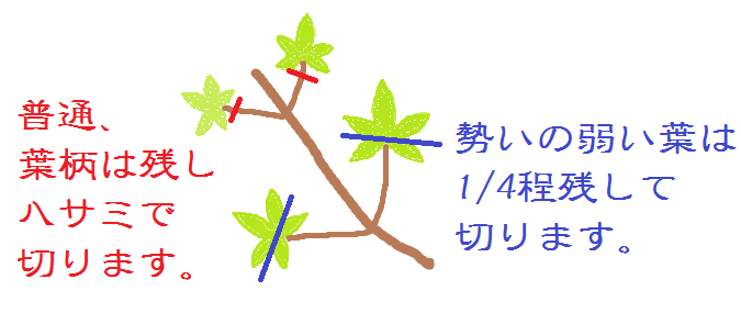 モミジの葉刈りの準備 盆栽サロン日記 楽天ブログ