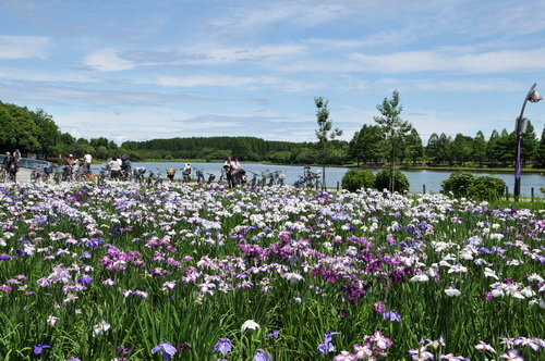 水元公園で花菖蒲 12 あなたが 好きです はぁと 楽天ブログ