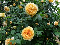 ７月３１日の誕生花 ツルバラ 蔓薔薇 の花言葉 いつも美しい 無邪気 な 愛 の花クライミング ローズ 弥生おばさんのガーデニングノート 花と緑の365日 楽天ブログ