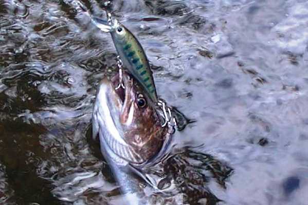 尺岩魚はルアーでなら簡単に釣れる サクラマスのブログ 楽天ブログ