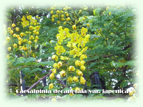 Plant_20120523