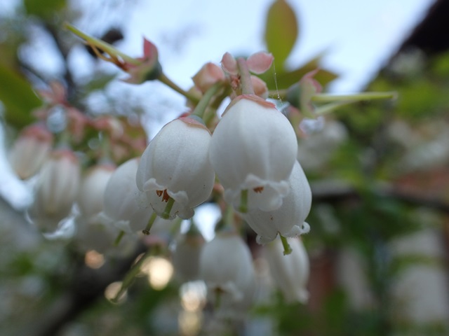 ブルーベリー ホームベルの花 はまなし生産 横浜石井果樹園 楽天ブログ