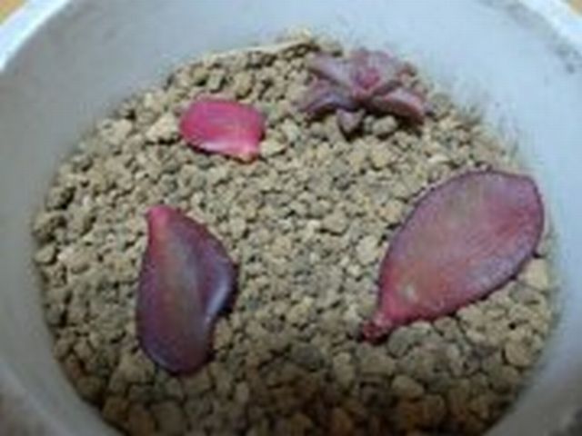 葉挿しの花月 紅葉