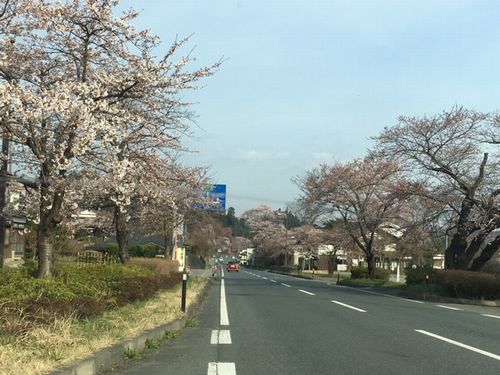 平泉の桜