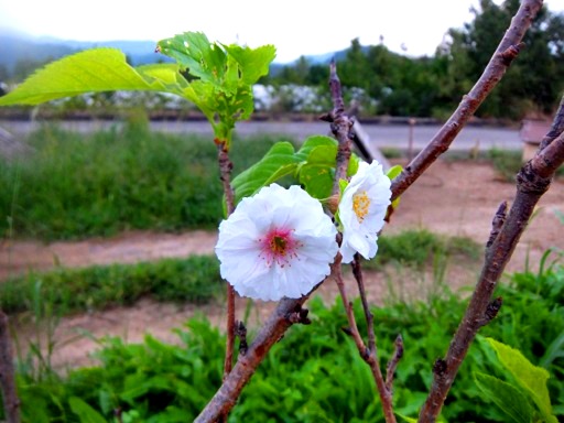 季節外れの桜.jpg