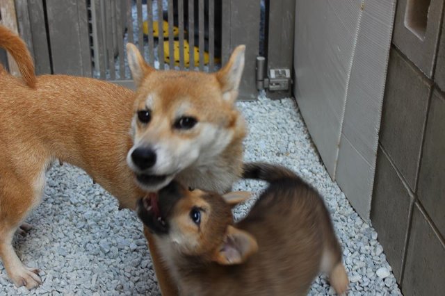 一人暮らし けん太パパの柴犬日記 楽天ブログ