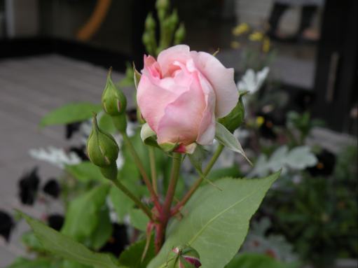 DSCN9251.JPG