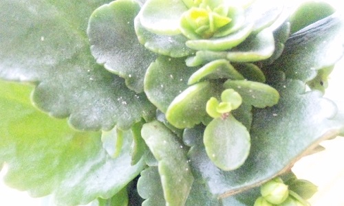 カランコエ ミリオンスター 白い大量の虫 緑のお世話と観察日記 楽天ブログ