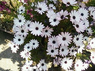 ラザニアの花が満開 O オセロ マロ のん のブログ 楽天ブログ