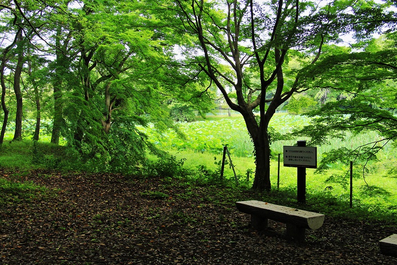 理窓会公園 蓮池の水 清多夢くらぶ 楽天ブログ