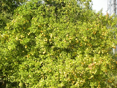 DSCN9706.jpg