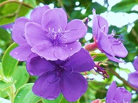 ９月２５日の誕生花 ノボタン 野牡丹 の花言葉 ひたむきな愛情 目を引く紫色の花の 自然 で 謙虚な輝き 弥生おばさんのガーデニングノート 花 と緑の365日 楽天ブログ