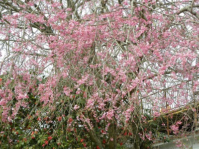 DSCN8188.jpg