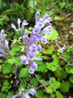 IMG_6999.jpg