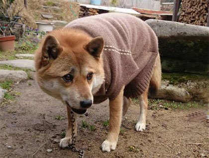 アイコンテクトもできる生後60日の柴犬が待っています 幸せ見つかるペットショップ ハバナデーの毎日 楽天ブログ