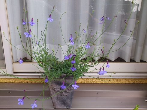 ロベリア プリンセスブルーの花が可愛いです 花と野菜生活 楽天ブログ