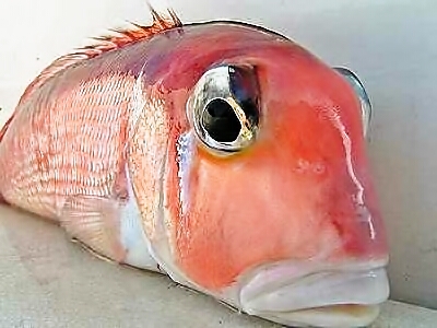 クリクリお目目とタラコ唇のお魚は 日本海一望奥伊根温泉 大人の隠れ宿 油屋別館 和亭 楽天ブログ